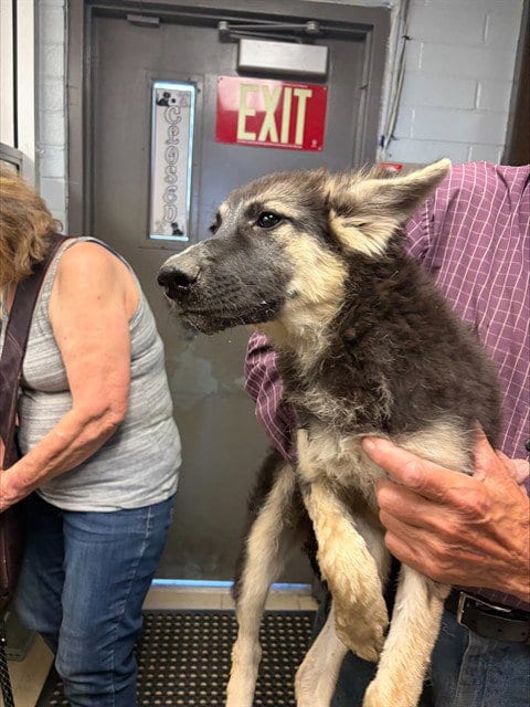 Photo of Leela, adoptable German Shepherd Dog in Stockton, California