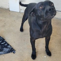 Photo of Martha 1924, adoptable Mixed Breed (Large) Pointer in Loxahatchee, Florida