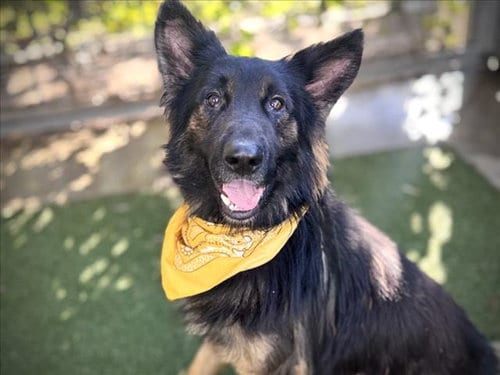 Photo of Lux, adoptable German Shepherd Dog in San Pedro, California