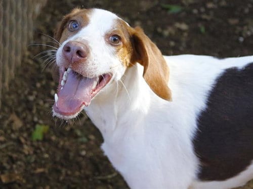 Photo of Bugg, adoptable Treeing Walker Coonhound in Tallahassee, Florida