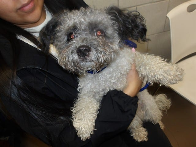 Photo of Senior Poodle - Miniature, adoptable Poodle - Miniature in Chicago, Illinois