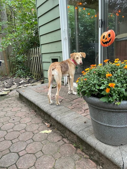Photo of Hazel, adoptable Labrador Retriever in Willingboro, New Jersey