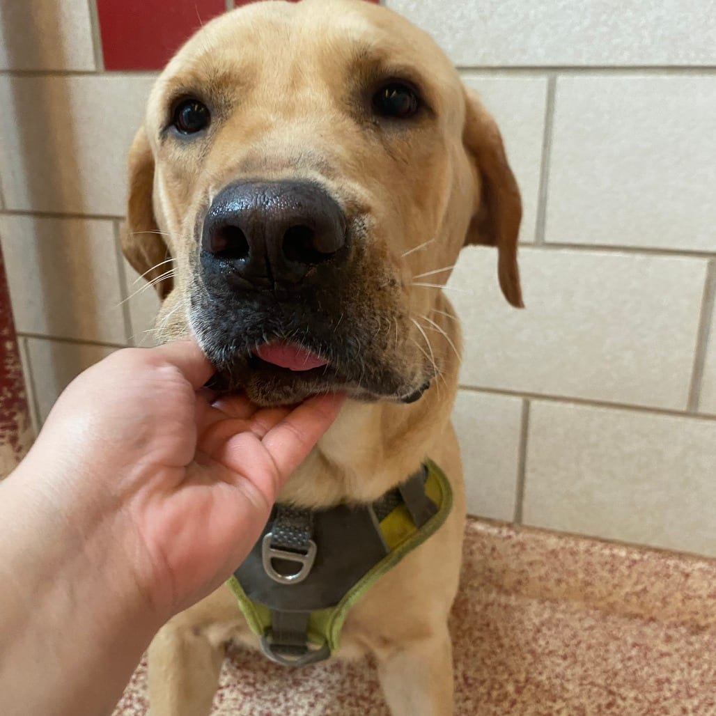 Photo of Rookie, adoptable Retriever, Yellow Labrador in Houston, Texas