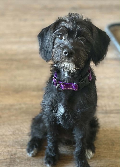 Photo of Daisy, adoptable Poodle (unknown type) in Portland, Indiana