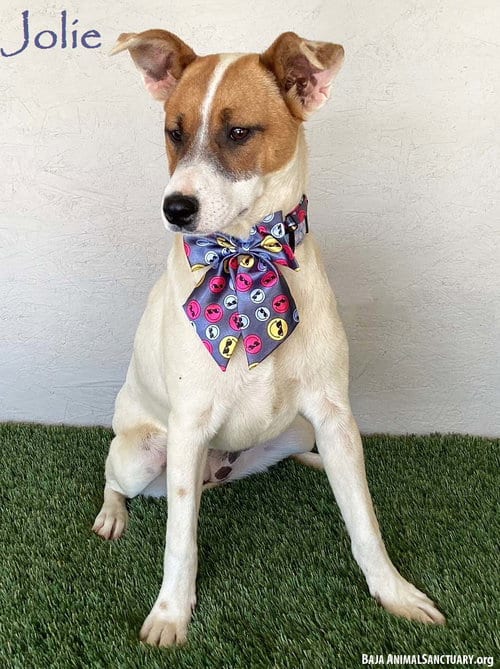 Photo of Jolie, adoptable Jack Russell Terrier in San Diego, California