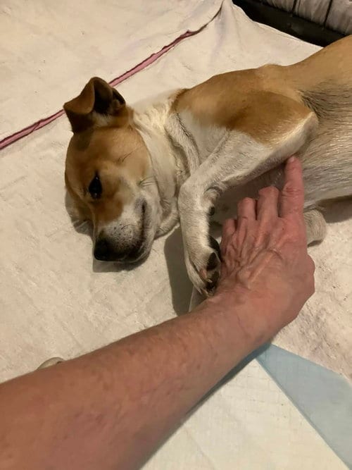 Photo of Toni, adoptable Chihuahua in Pittsburgh, Pennsylvania