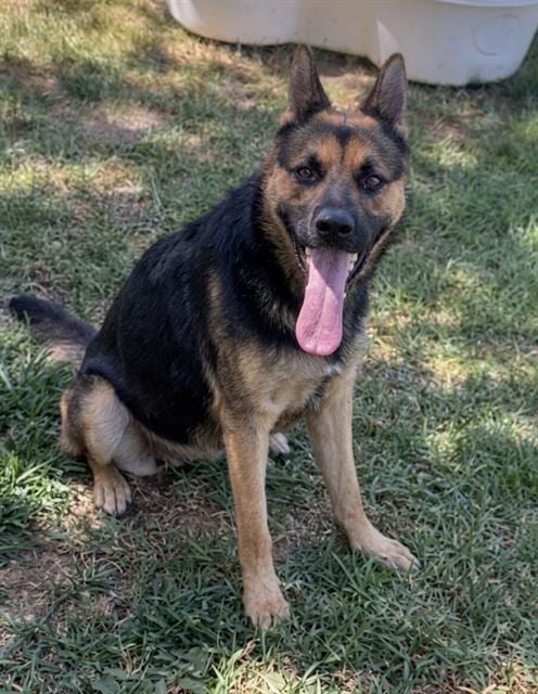 Photo of Bella, adoptable German Shepherd Dog in Riverside, California