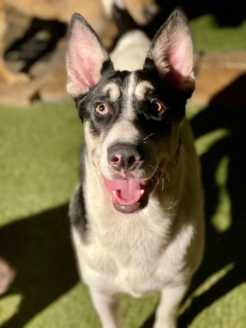 Photo of Bernie, adoptable Shepherd in Newport Beach, California