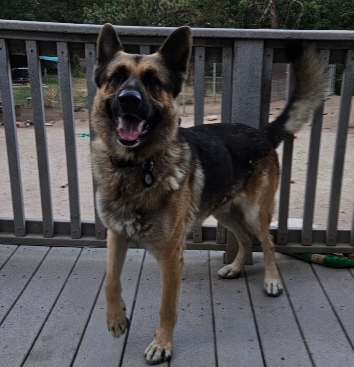 Photo of Tex, adoptable German Shepherd Dog in Denver, Colorado