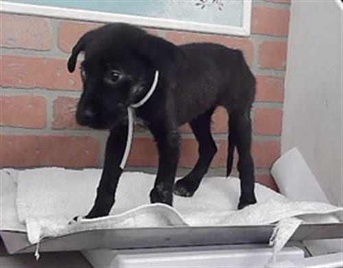 Photo of Helen, adoptable Labrador Retriever in Houston, Texas