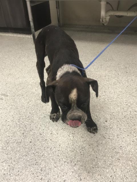 Photo of Q-Ball, adoptable American Bulldog in Conroe, Texas