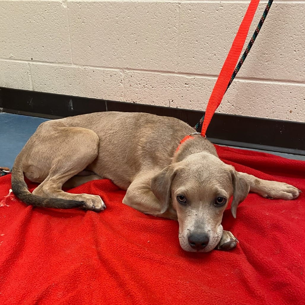 Photo of Duskpaw, adoptable dog