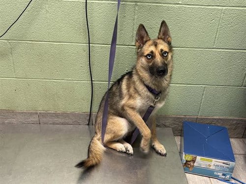 Photo of Itty Bitty, adoptable German Shepherd Dog in Grand Prairie, Texas