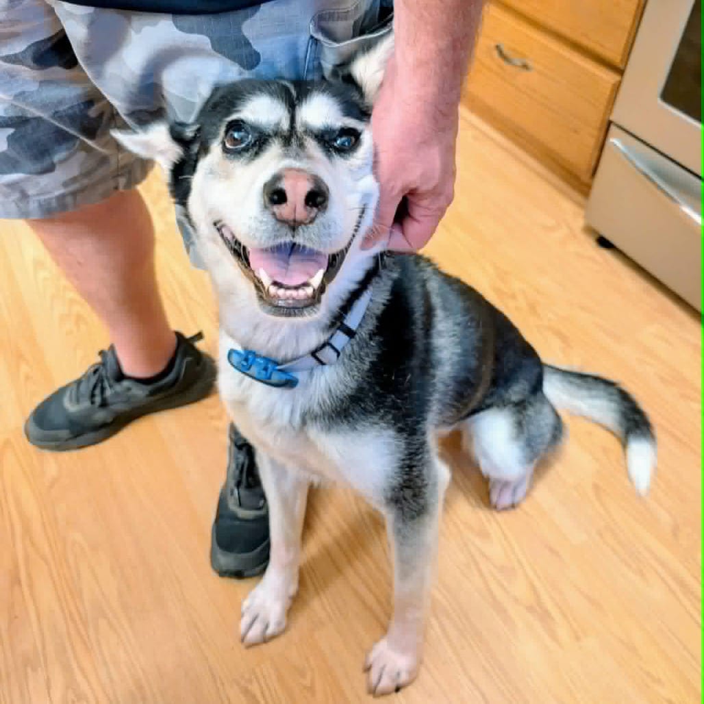 Photo of Kaya, adoptable Husky / Mixed Breed (Medium) in Buffalo, Minnesota