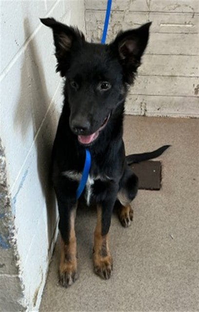 Photo of Miley, adoptable German Shepherd Dog in San Bernardino, California