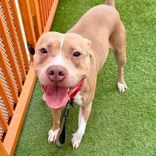 Photo of Misty, adoptable Pit Bull Terrier in Las Vegas, Nevada