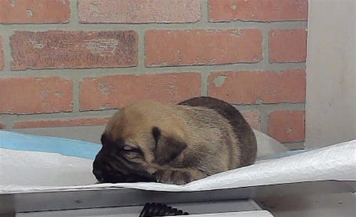 Photo of A2099072, adoptable Labrador Retriever in Houston, Texas