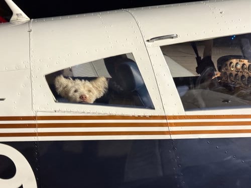 Photo of Tito, adoptable Poodle (Miniature) in Genesee, Wisconsin