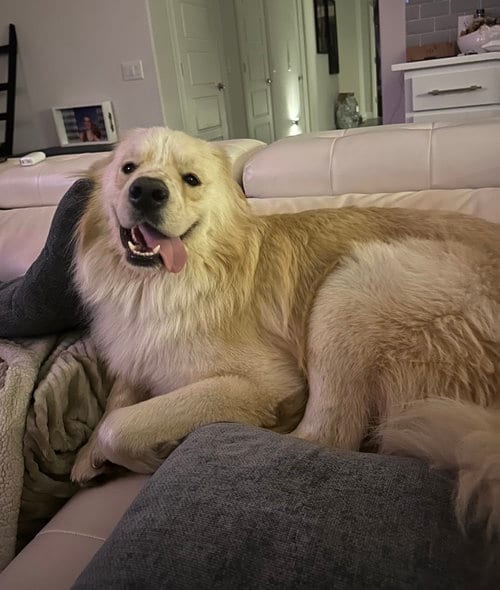 Photo of Sunny, adoptable Great Pyrenees in Dallas, Texas