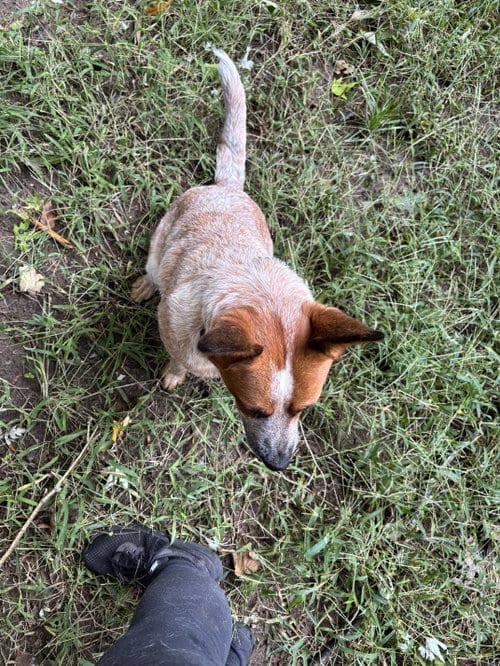 Photo of Lilly, adoptable Australian Cattle Dog/Blue Heeler in Garden City, New York