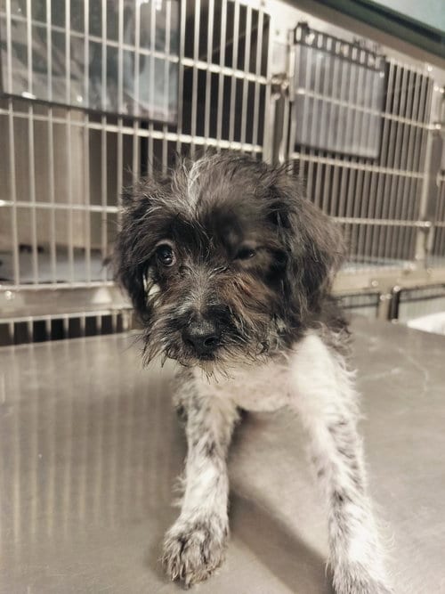 Photo of Diana, adoptable Poodle (Miniature) in Chatsworth, California