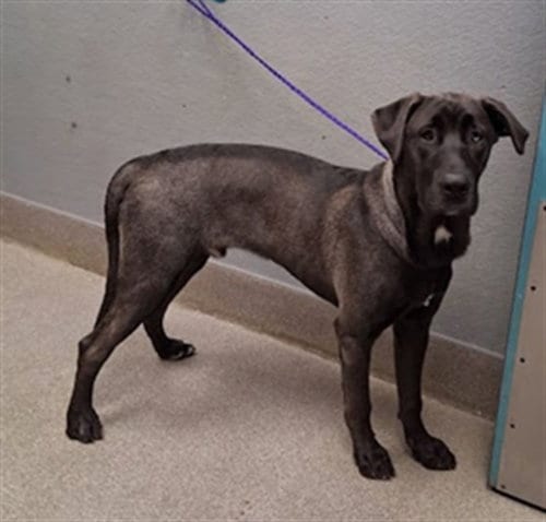 Photo of Stormy, adoptable Weimaraner in Las Vegas, Nevada