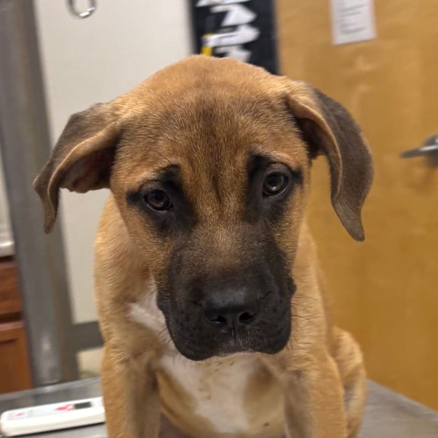 Photo of Shamus - 061802U, adoptable Retriever, Labrador / Mix in Tupelo, Mississippi