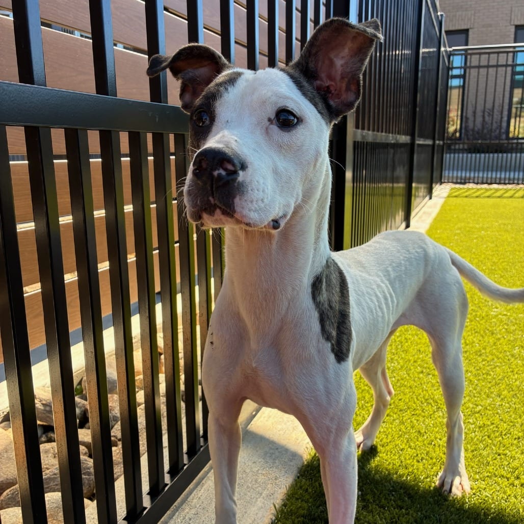 Photo of Cayenne, adoptable Hound / Mixed Breed (Medium) in Spartanburg, South Carolina