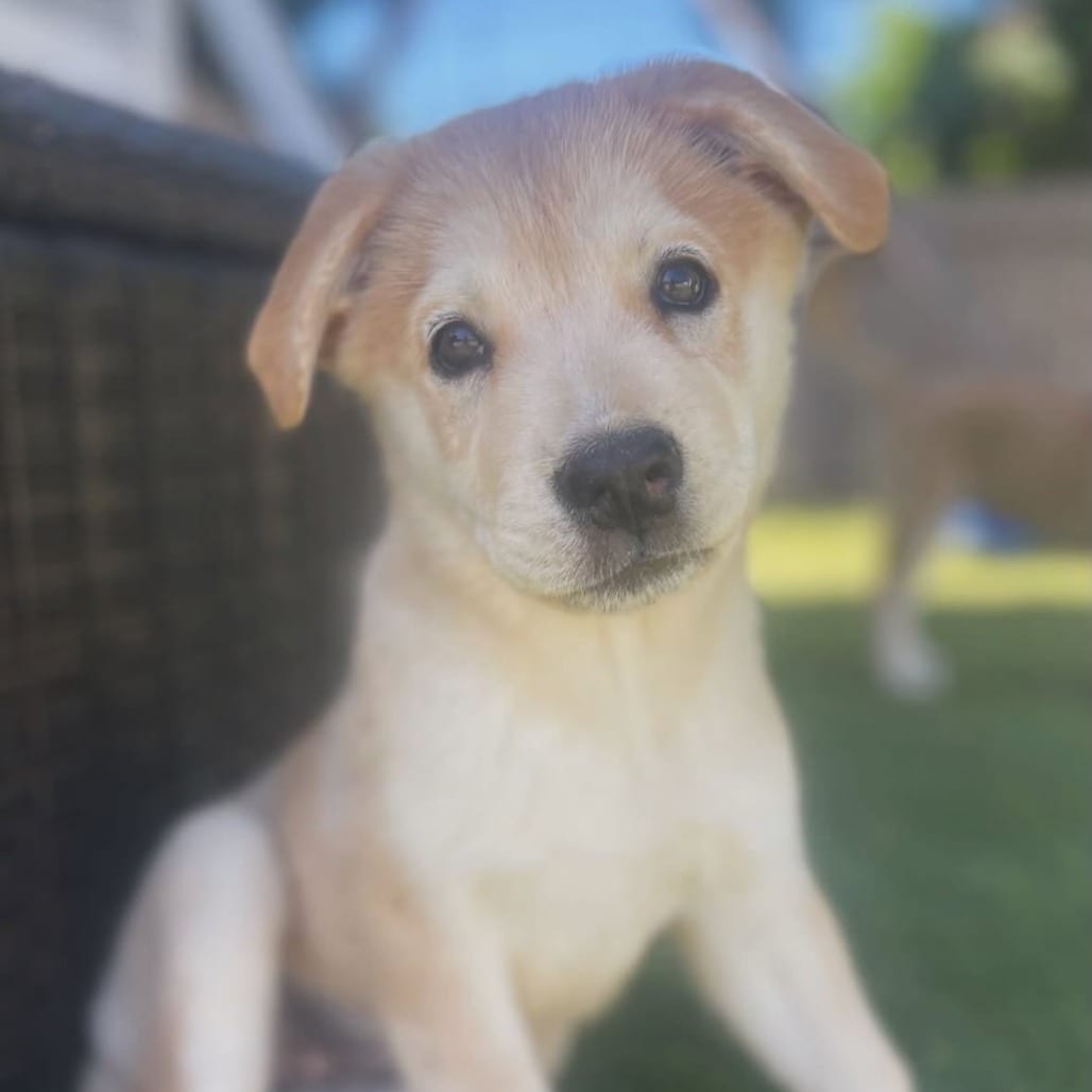 Photo of Happy, adoptable Husky / Mixed Breed (Large) in Oceanside, California