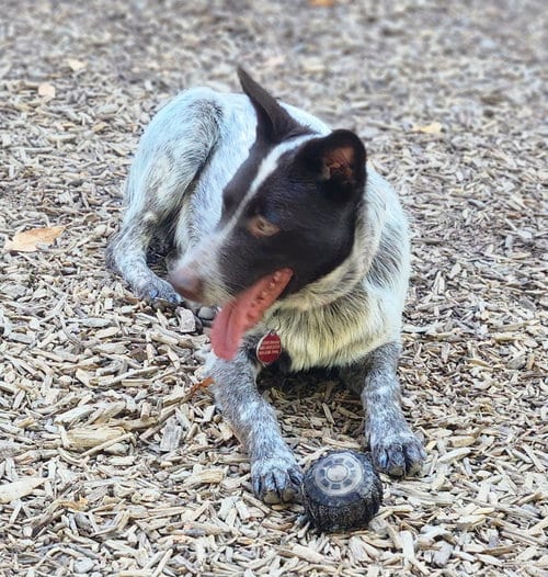 Photo of Xander, adoptable Australian Cattle Dog/Blue Heeler in Paso Robles, California