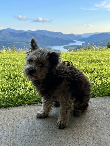 Photo of Viejito, adoptable Terrier in Downey, California