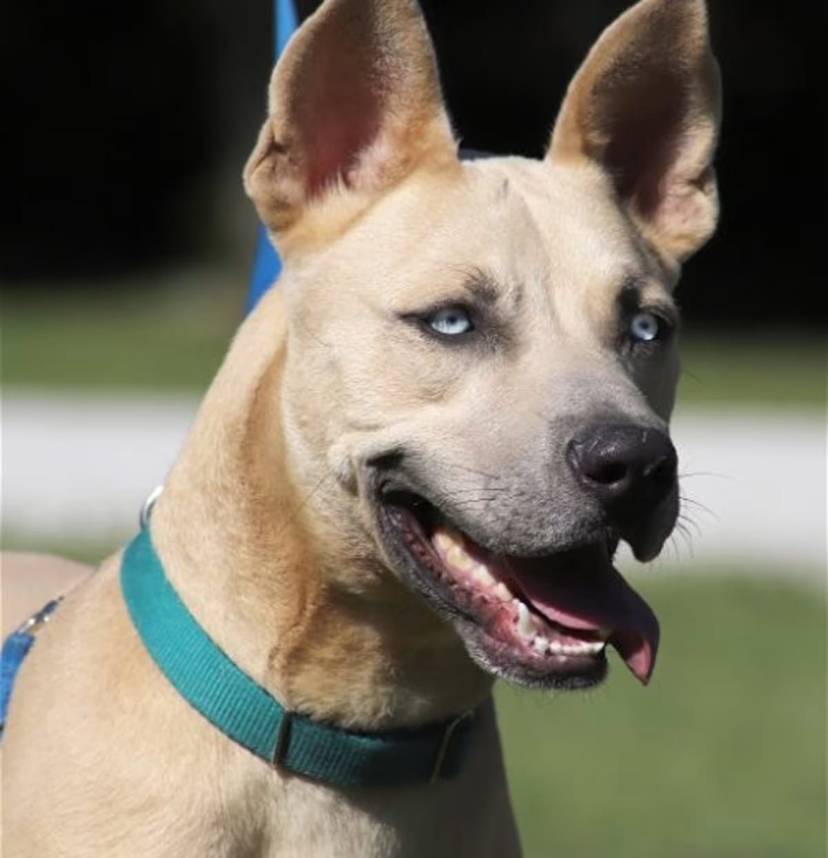 Photo of Liberty, adoptable Siberian Husky in North Fort Myers, Florida