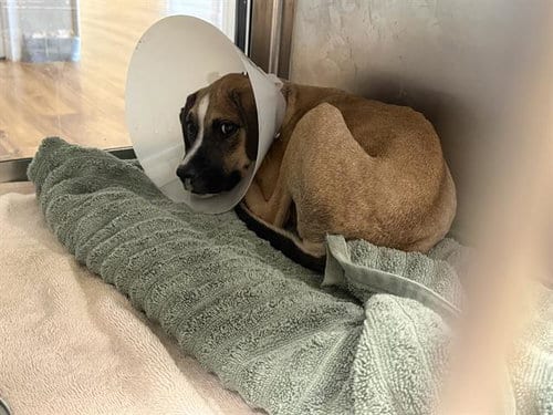 Photo of Tabasco, adoptable American Pit Bull Terrier in Grand Prairie, Texas