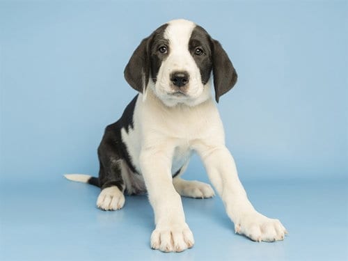Photo of Espresso, adoptable Great Pyrenees in Phoenix, Arizona