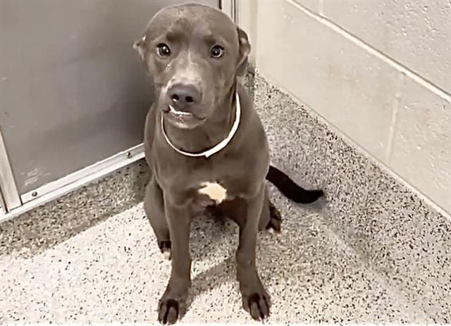 Photo of Senior Weimaraner, adoptable Weimaraner in Houston, Texas
