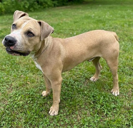 Photo of Boo Boo, adoptable Staffordshire Bull Terrier in Baldwin Park, California