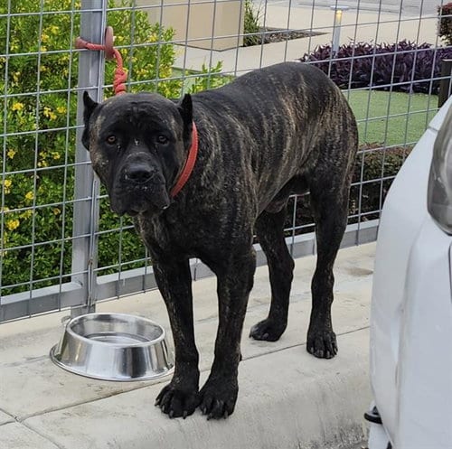 Photo of Zeus, adoptable Bullmastiff in San Antonio, Texas