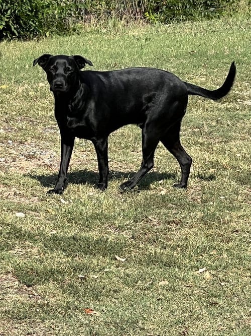 Photo of Jack, adoptable Labrador Retriever in Farmersville, Texas