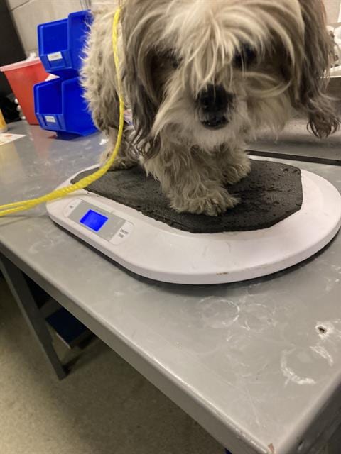 Photo of Monster, adoptable Shih Tzu in Dallas, Texas