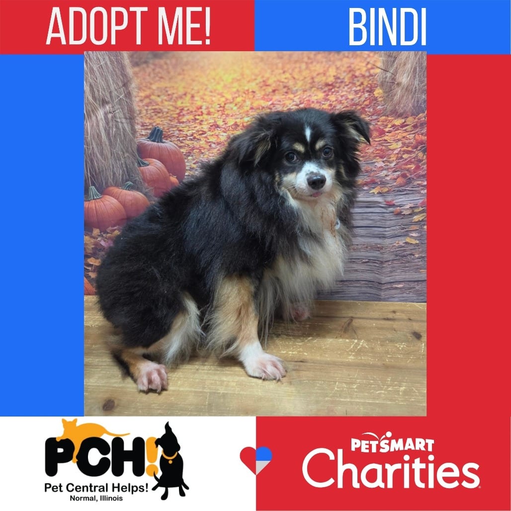 Photo of Bindi, adoptable Shepherd, Australian in Normal, Illinois