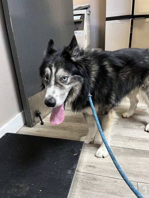 Photo of Husain Bolt, adoptable Husky in Redlands, California