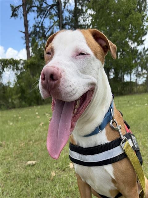 Photo of Gobie, adoptable Labrador Retriever in Tallahassee, Florida