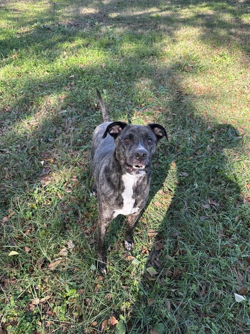 Photo of Bruno, adoptable American Pit Bull Terrier in Jackson, Mississippi