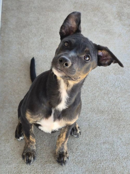 Photo of Miley, adoptable Australian Cattle Dog/Blue Heeler in Bolivar, Missouri