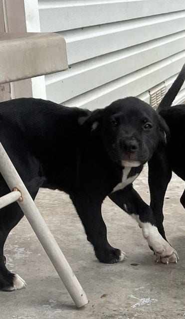 Photo of Basking, adoptable Labrador Retriever in Waco, Texas