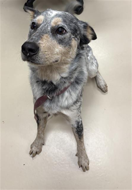 Photo of Coyote, adoptable Australian Cattle Dog/Blue Heeler in Center Township, Pennsylvania