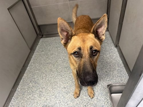 Photo of Apollo, adoptable German Shepherd Dog in Garland, Texas