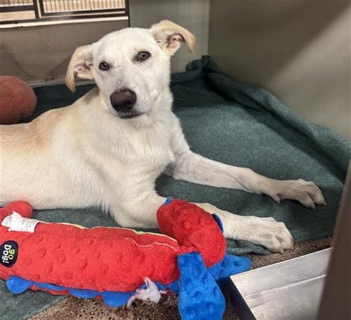 Photo of Dianne, adoptable German Shepherd Dog in Phoenix, Arizona