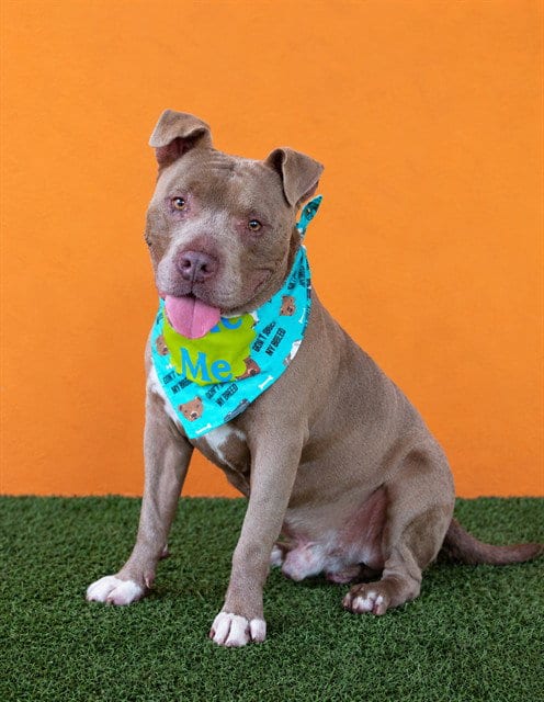Photo of Prime, adoptable American Bulldog in Miami, Florida