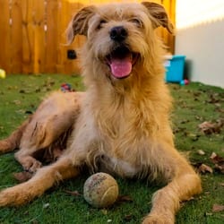 Photo of Gilbert, adoptable Wheaten Terrier Mixed Breed (Medium) in Hartford, Connecticut
